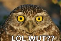 Lolwut.jpg